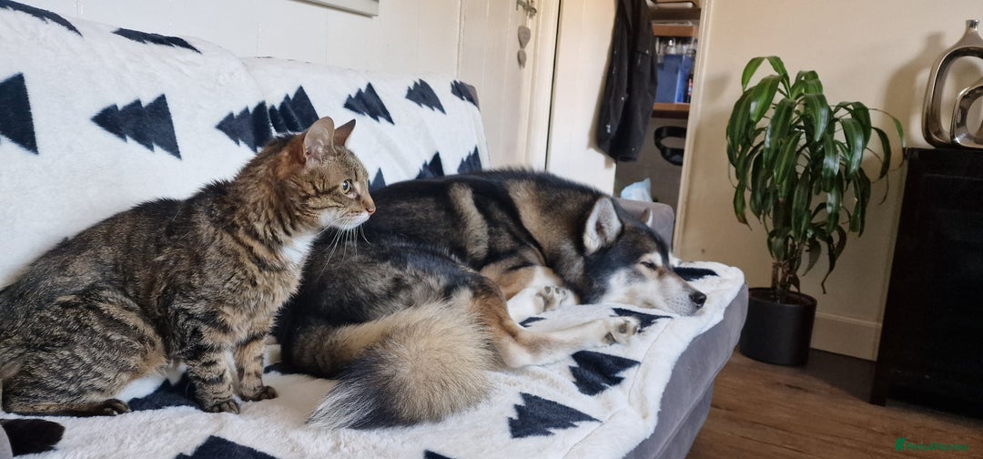 Huskita dogs for stud: Handsome Booboo in Stockport - Image 5