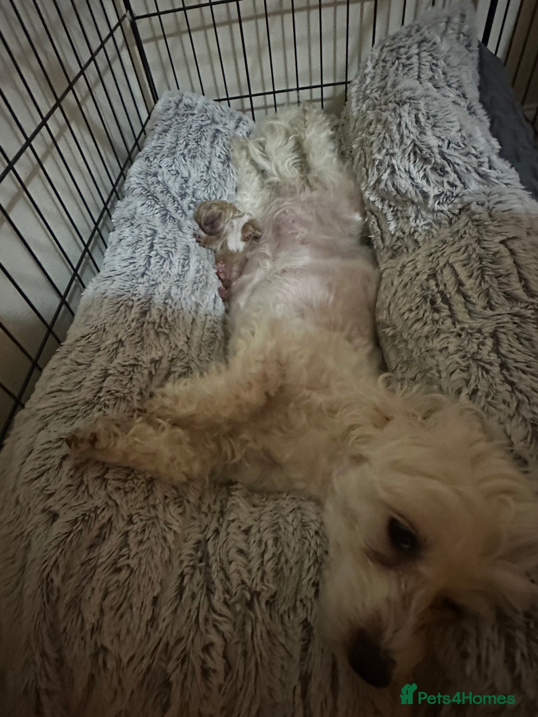 Maltipoo dogs for sale: Maltipoo Boy  - Advert 8