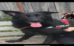 German Shepherd dogs for sale: 6 beautiful long haired German Shepards for sale! - Image 13