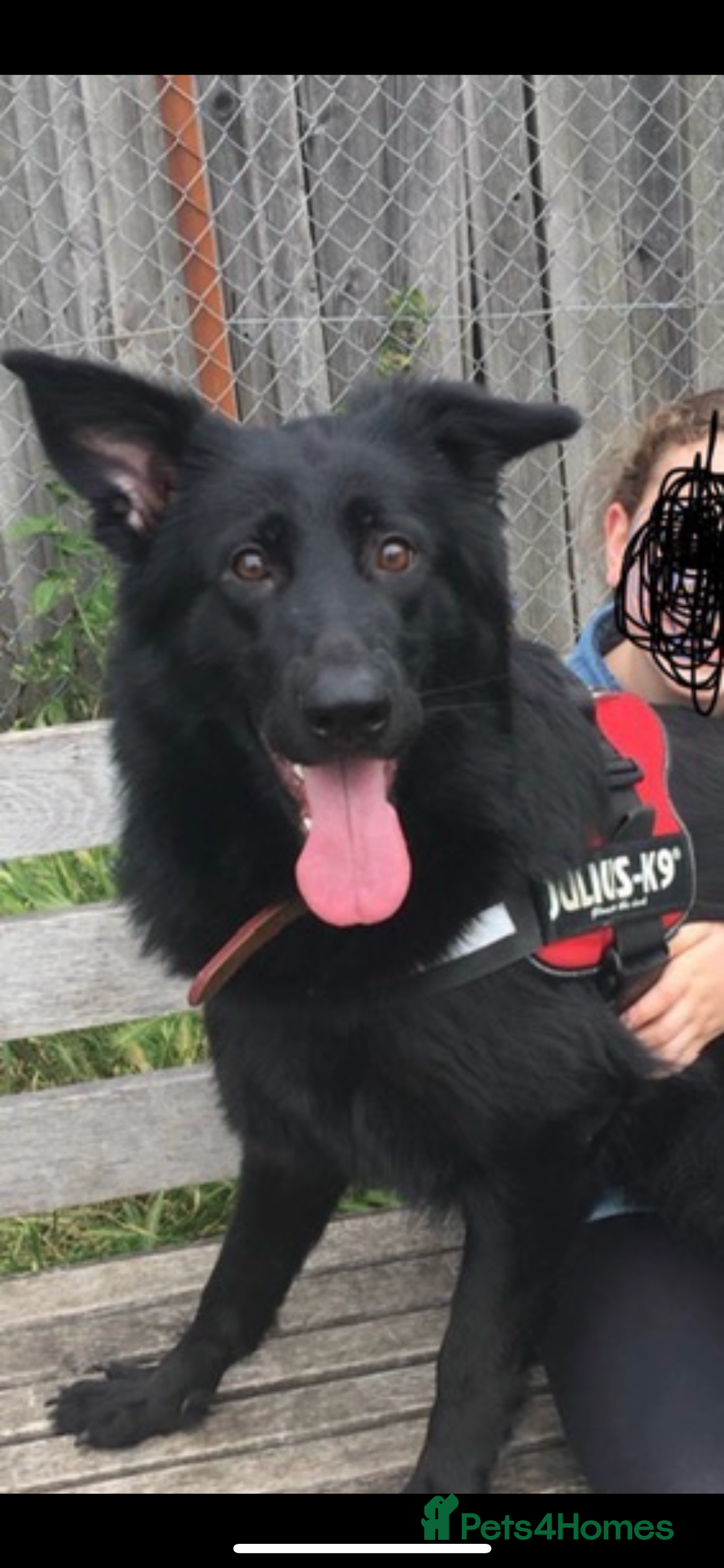 German Shepherd dogs for sale: 6 beautiful long haired German Shepards for sale! - Image 13