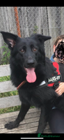 German Shepherd dogs - Advert 9