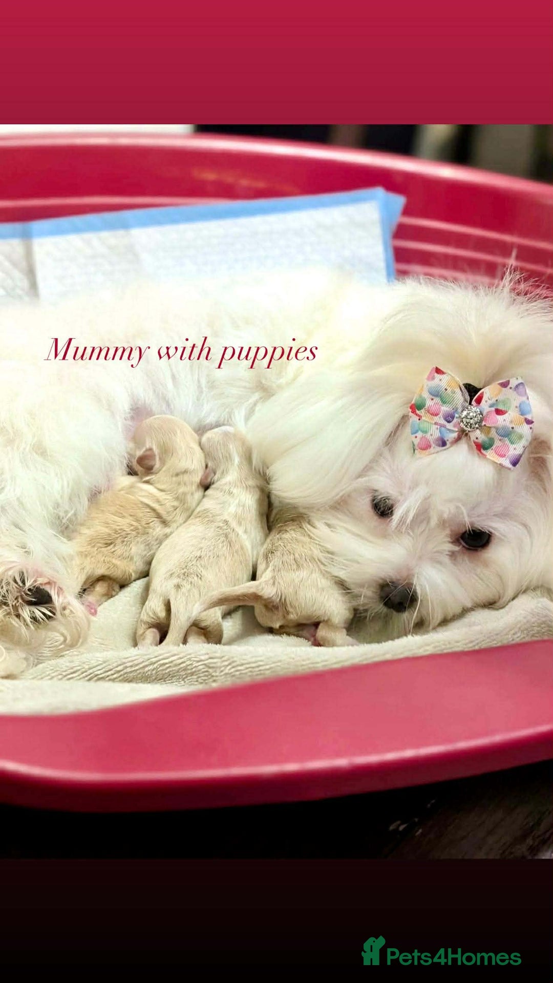 Maltipoo dogs for sale: 💫EXCEPTIONAL LUXURY F1 MALTIPOO PUPPIES🩷🩵🩷 - Advert 13