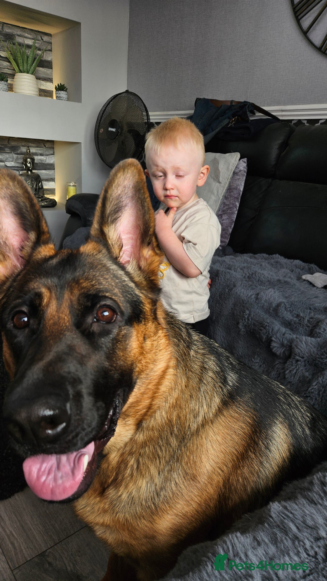 German Shepherd dogs for sale: German shepherd bitch - Image 3