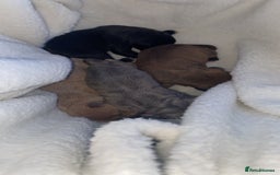 Staffordshire Bull Terrier dogs for sale: Staffordshire Bull Terrier Puppies – Rare colours - Image 17