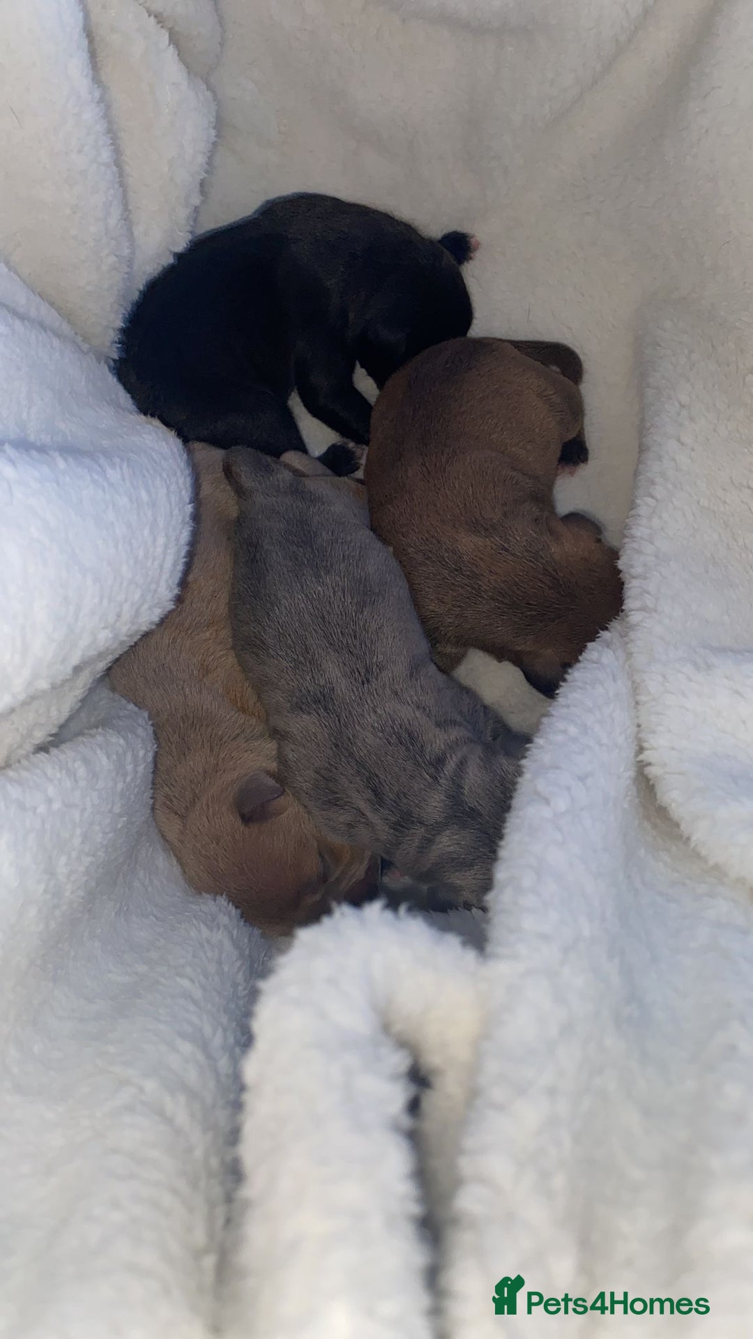 Staffordshire Bull Terrier dogs for sale: Staffordshire Bull Terrier Puppies – Rare colours - Image 17
