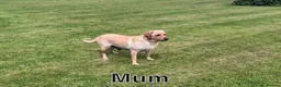 Labrador Retriever dogs for sale: Golden Labrador Puppies - Advert 11