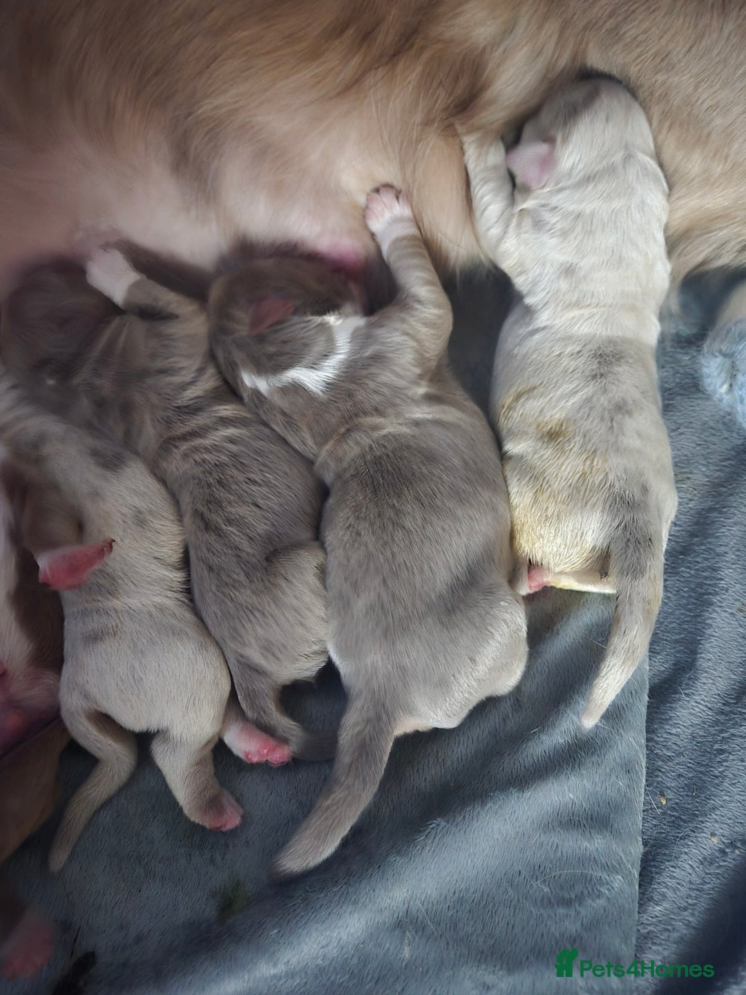 Olde English Bulldogge dogs for sale: Mammut : Fluffy Olde English Bulldog puppies. - Advert 4