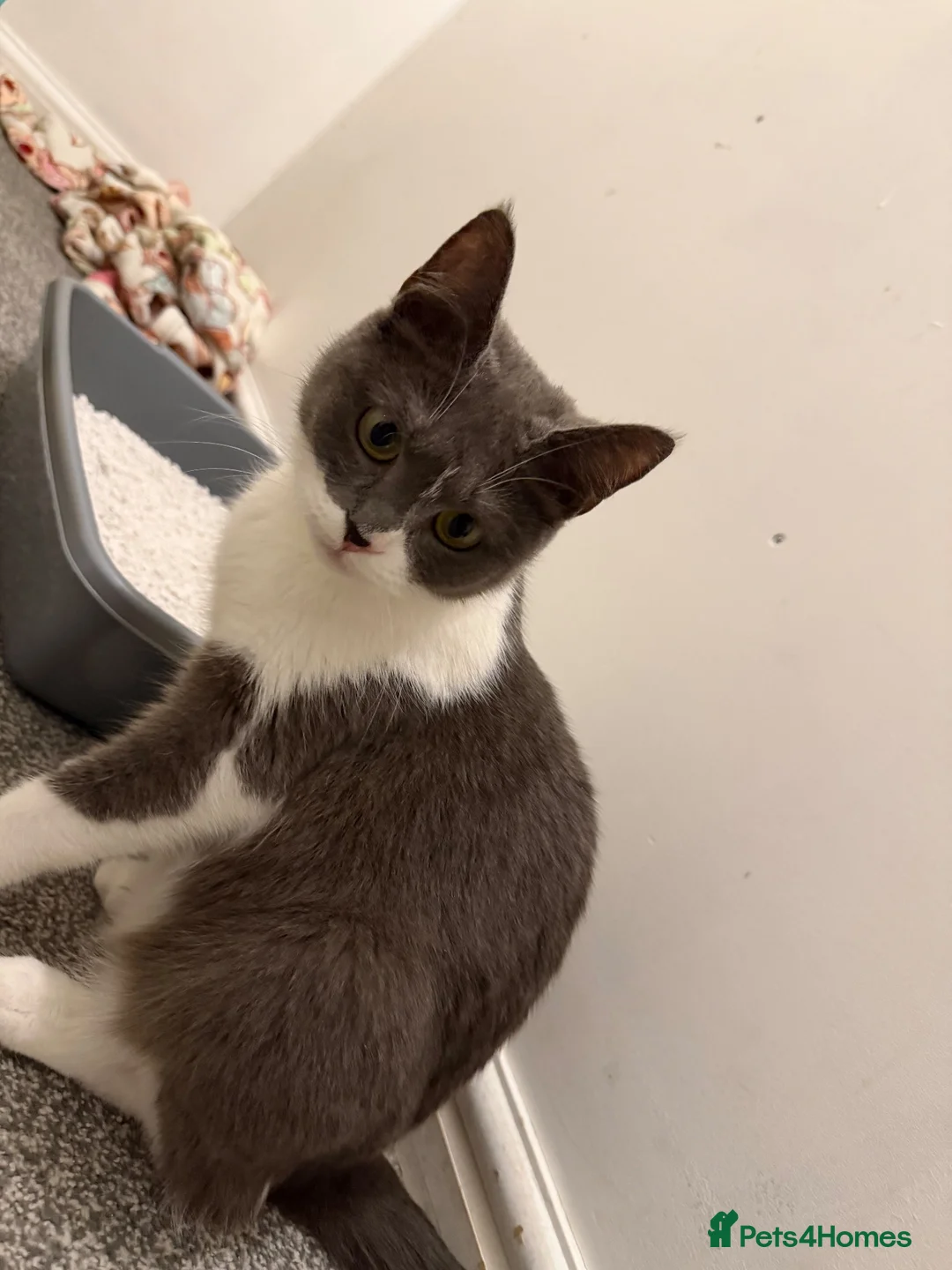 Brazilian Shorthair cats for sale: 3 beautiful english short hair 😍 in Newbury - Advert 1