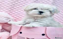 Maltese dogs for sale: 💎 KC Korean Maltese Girls 💎 DNA tested parents. in Leven - Image 10