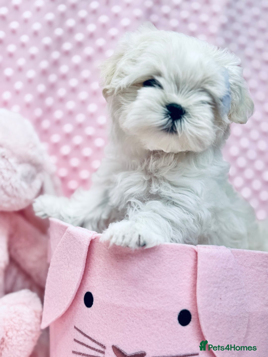 Maltese dogs for sale: 💎 KC Korean Maltese Girls 💎 DNA tested parents. in Leven - Image 10