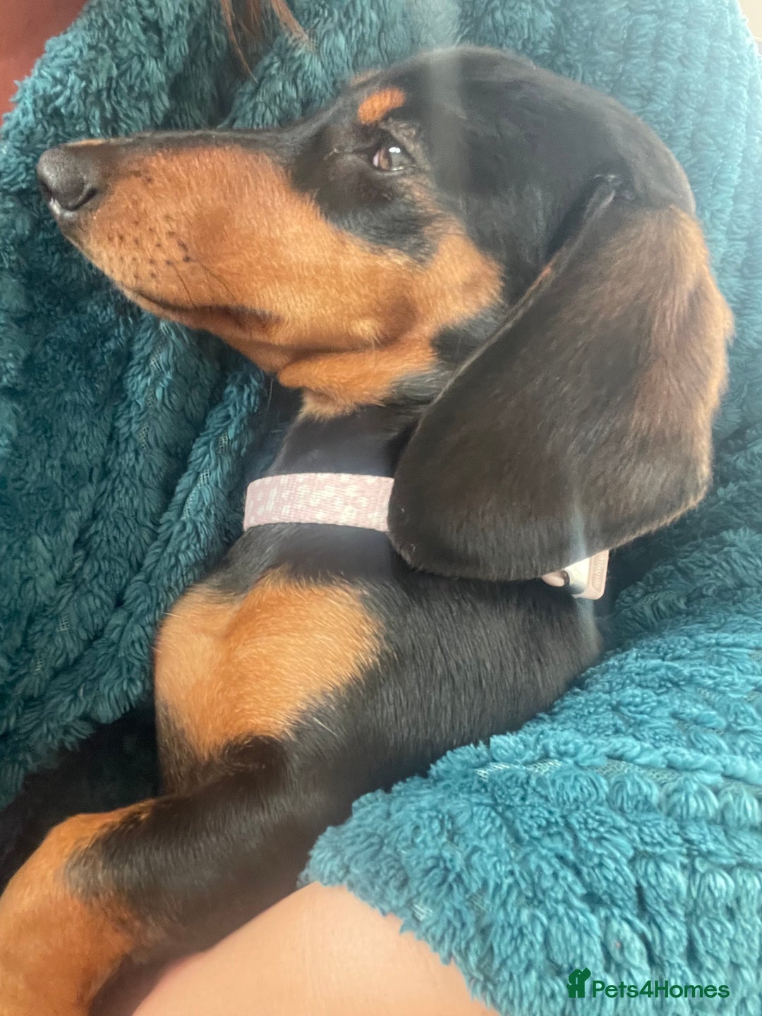 Miniature Dachshund dogs for sale: Miniature dachshund  - Image 4