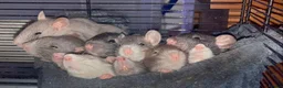 Rat rodents for sale: Rats for sale - Advert 2