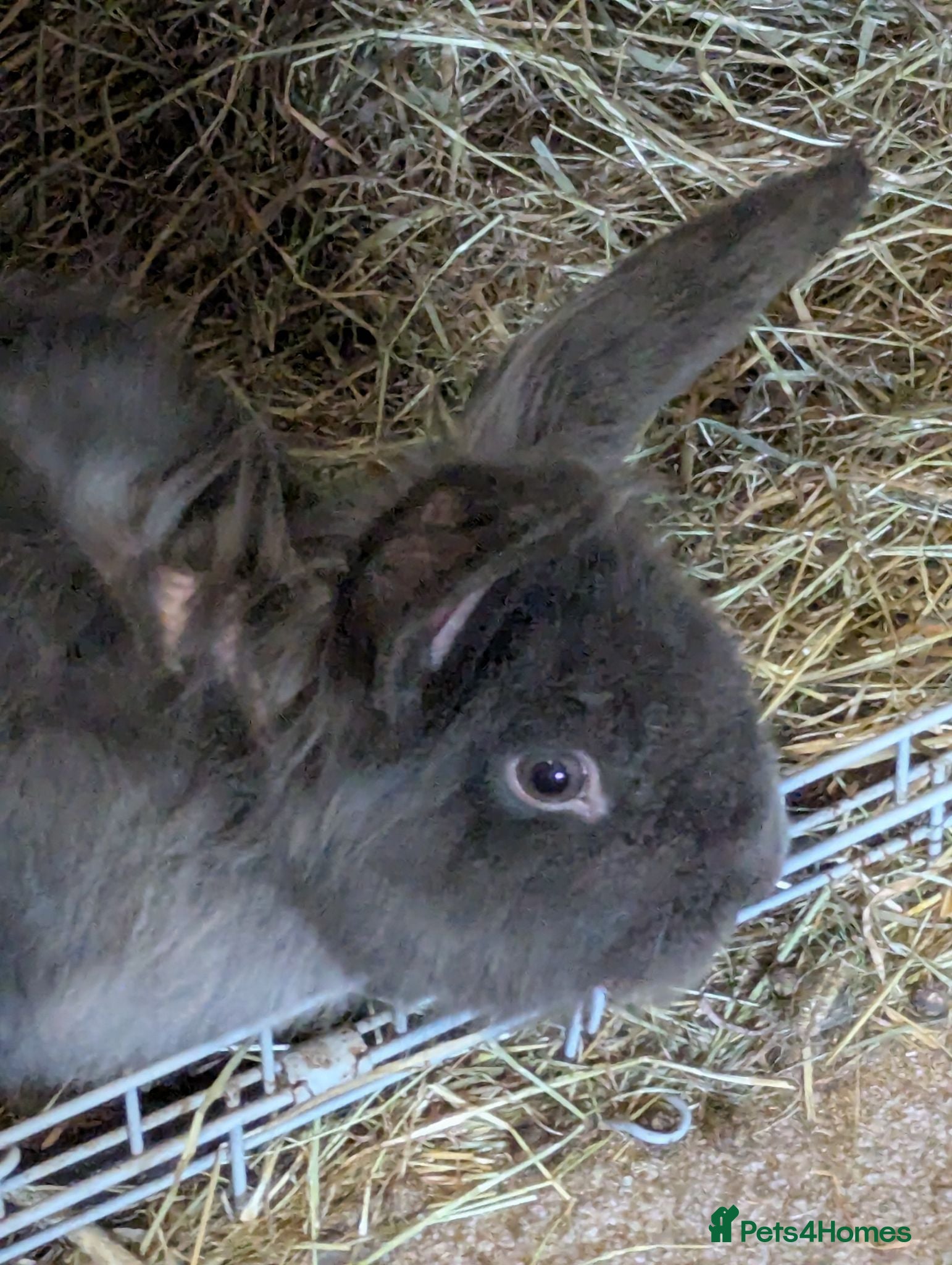 Continental Giant rabbits Gandalf conti lionehead cross rabbit  - Advert 9