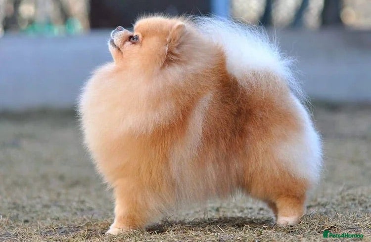 Pomeranian dogs Top quality teddy bear Pomeranian boys  - Advert 2