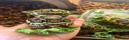 Tortoise reptiles for sale: Leopard Tortoise babies Standard/ rare High Whites - Advert 2