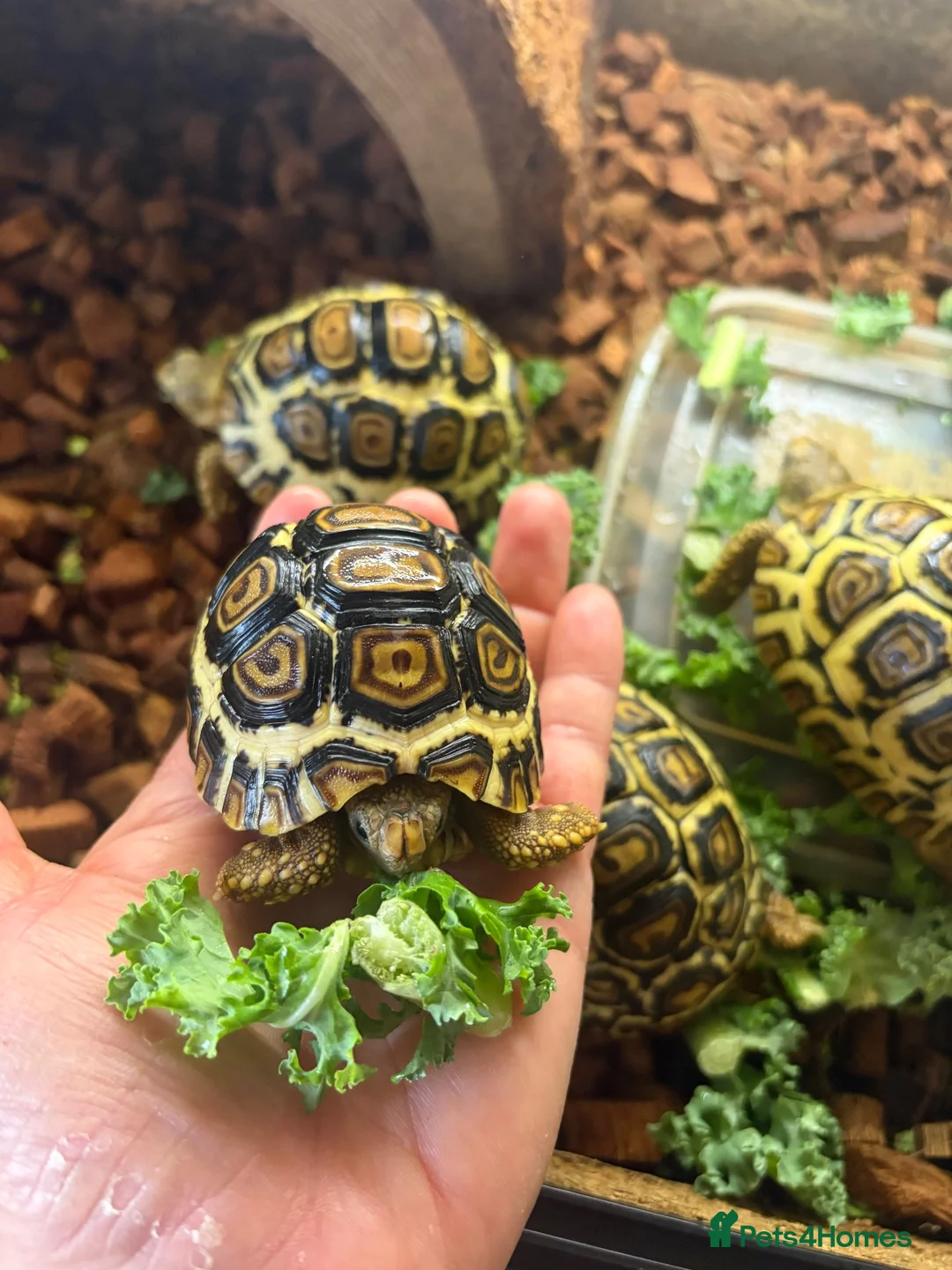 Tortoise reptiles for sale: Leopard Tortoise babies Standard/ rare High Whites - Advert 2