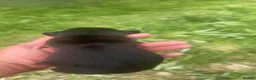 Miniature Dachshund dogs for sale: Miniature dachshund puppies  in Forres - Advert 6
