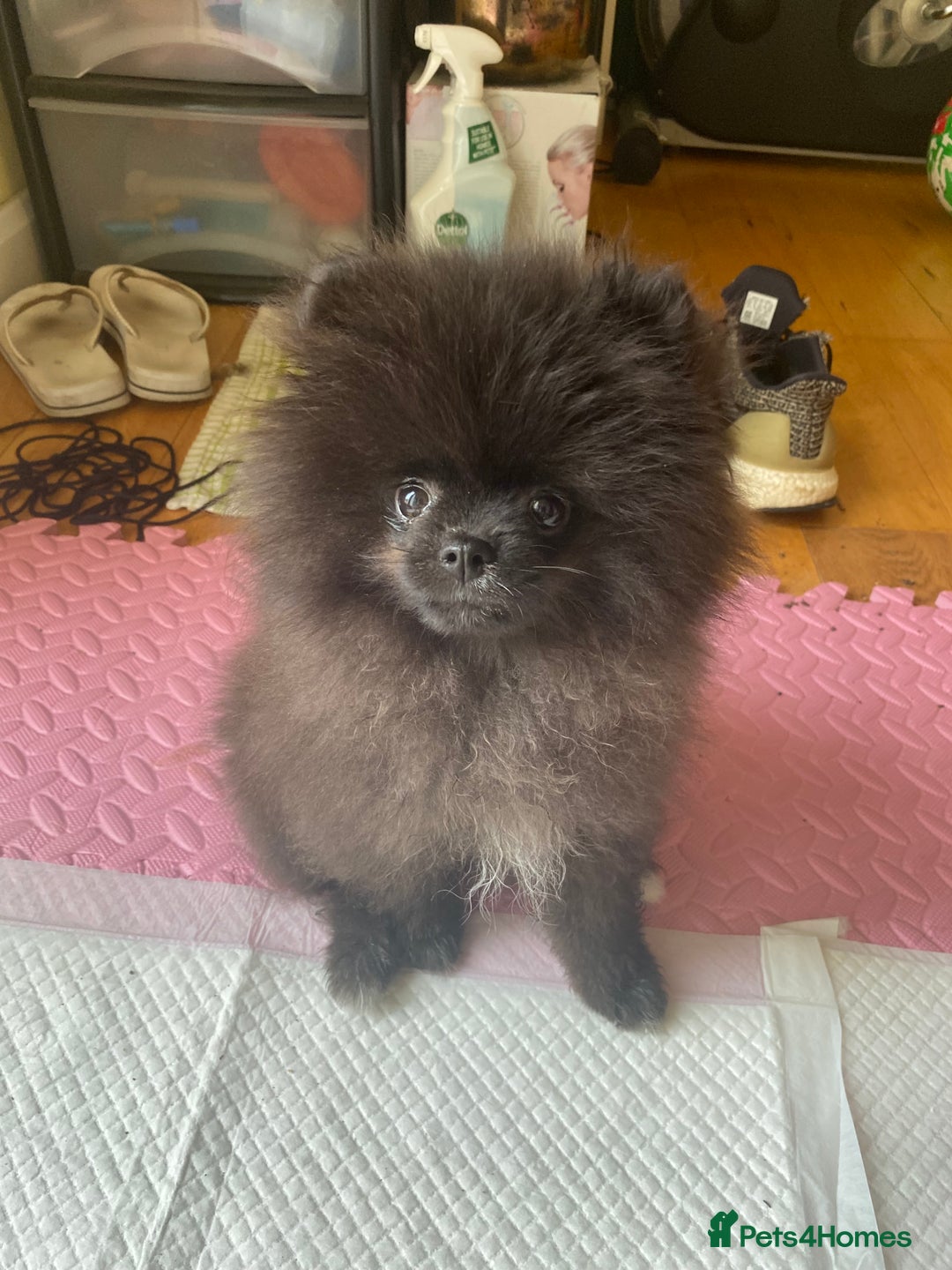 Pomeranian dogs for sale: Beautiful boy Pomeranian puppy 💙 - Image 6