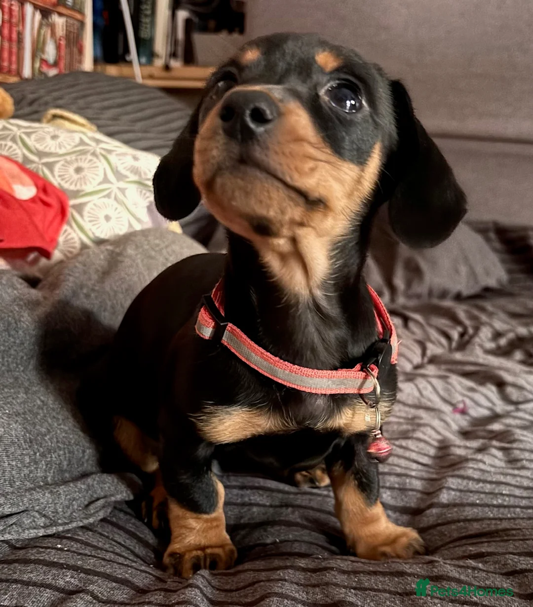 Mixed Breed dogs for sale: Beautiful Miniature Dachshund Girl  - Advert 2