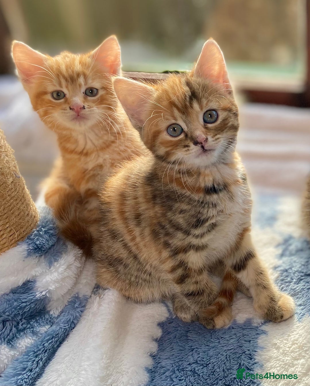 Mixed Breed cats for sale: Gorgeous Ginger And Tortoiseshell Female Kittens - Advert 28