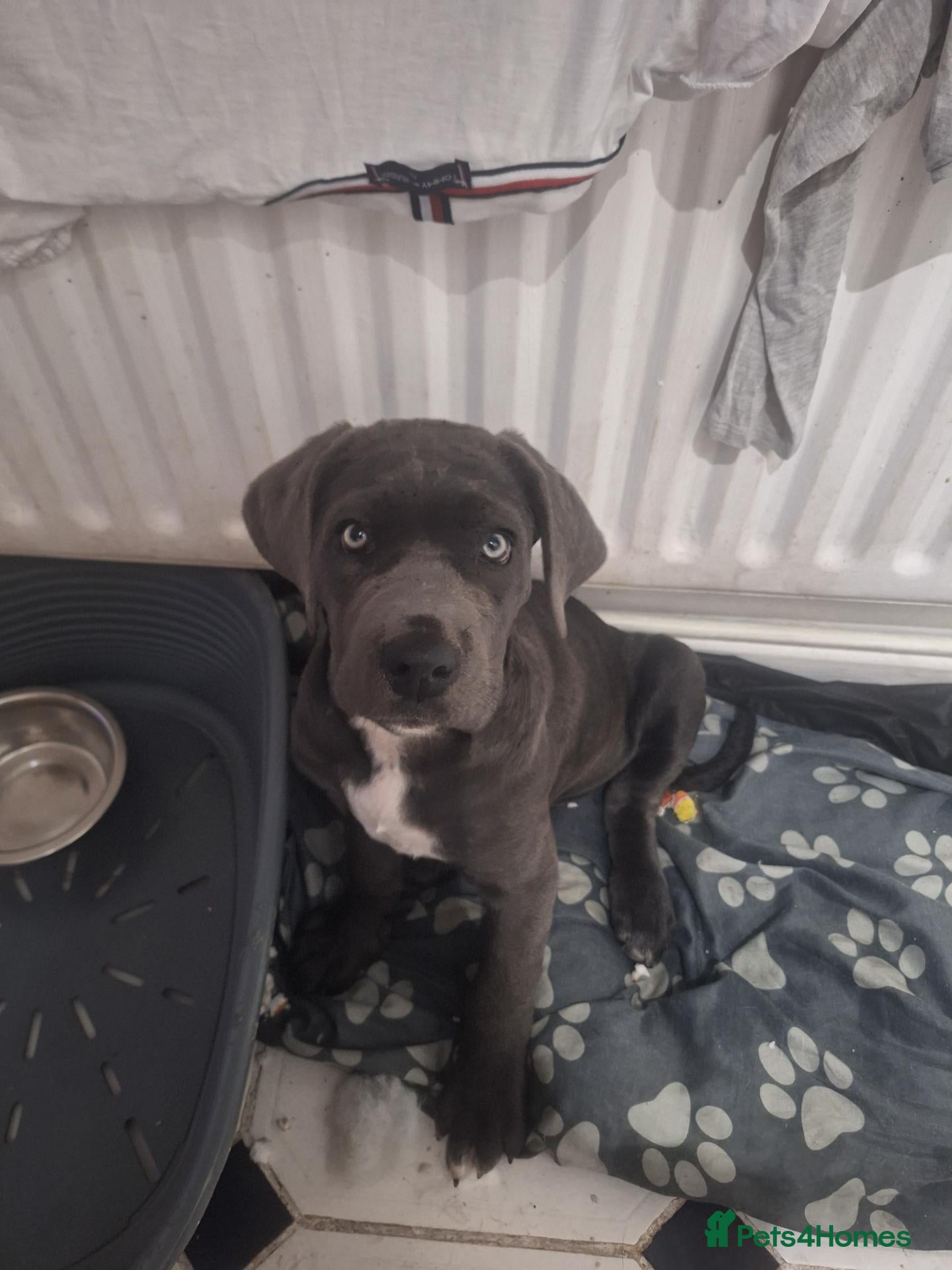 Cane Corso dogs Shelby - Advert 2