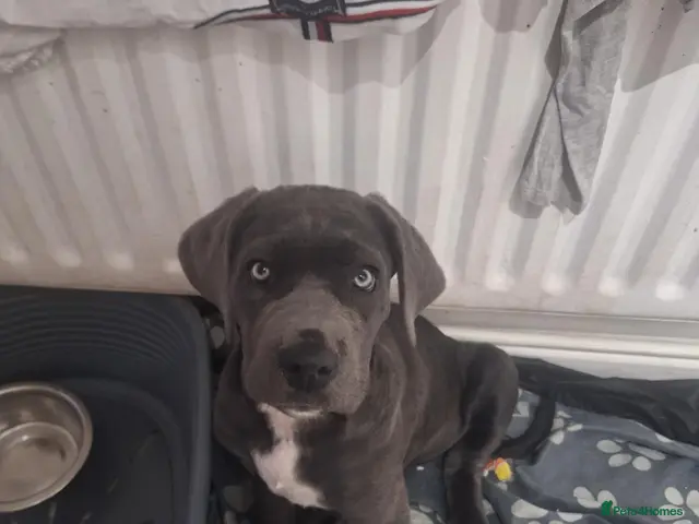 Cane Corso dogs for sale: Shelby - Advert 2