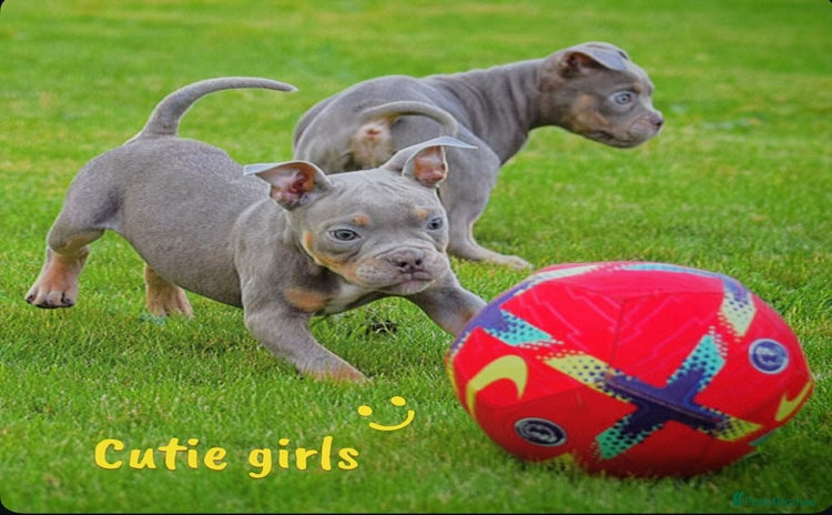 Old Tyme Bulldog dogs - Advert 1