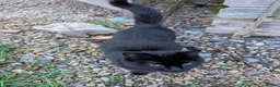 Mixed Breed cats for sale: 7x mixed breed kittens for sale - Advert 10
