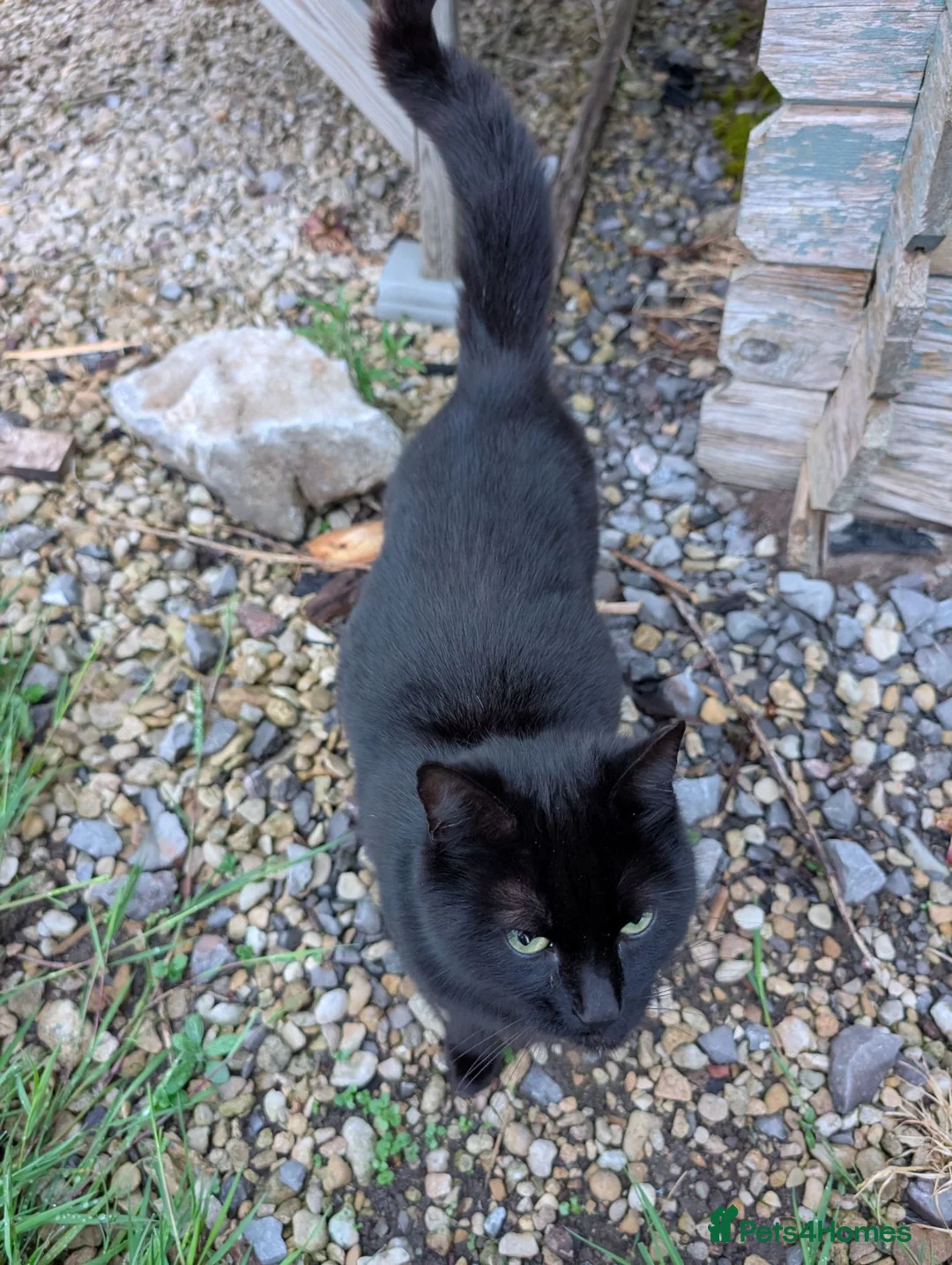 Mixed Breed cats for sale: 7x mixed breed kittens for sale - Advert 10