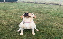 Labrador Retriever dogs for sale: 18 month old female labrador - Image 6