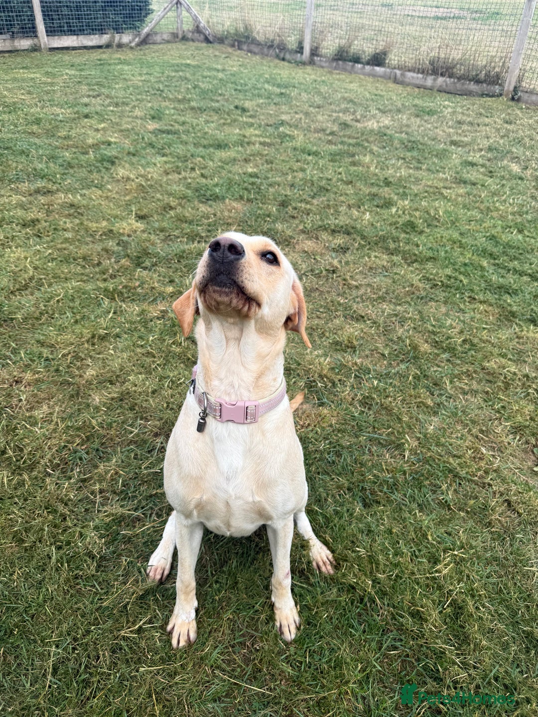 Labrador Retriever dogs for sale: 18 month old female labrador - Image 6