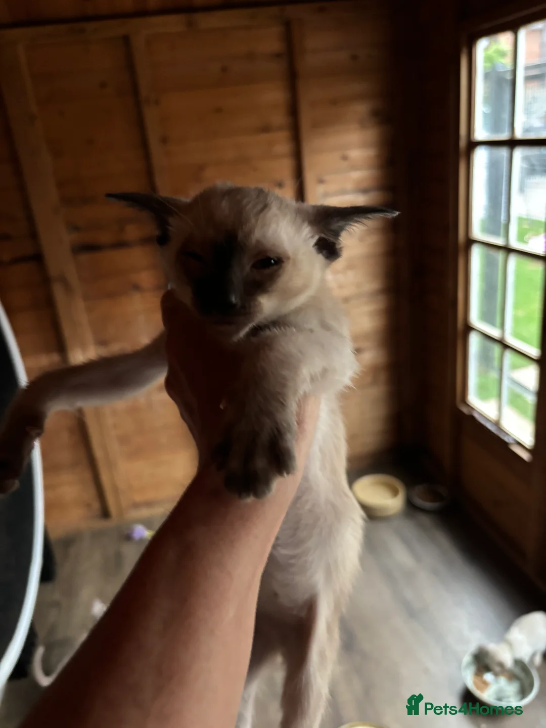 Siamese cats for sale: Siamese and orientals - Advert 7