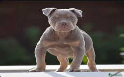 Old Tyme Bulldog dogs for sale: Why Settle for Less? 5⭐️Rated, 23 Years Experience - Image 6