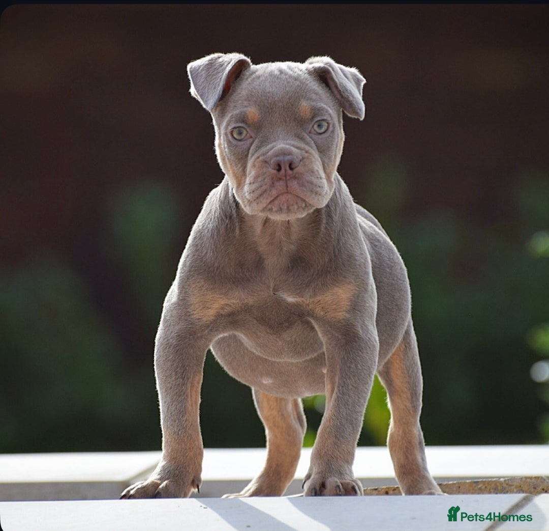 Old Tyme Bulldog dogs for sale: Why Settle for Less? 5⭐️Rated, 23 Years Experience - Image 6