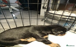 Sprollie dogs for sale: Sprollie  - Image 5