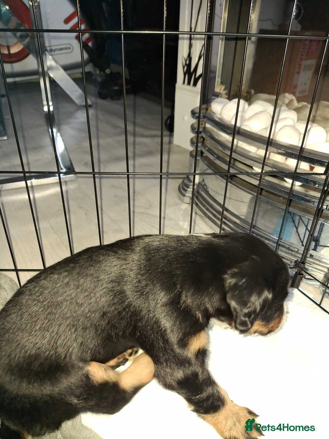 Sprollie dogs for sale: Sprollie  - Image 5