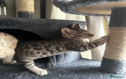 Bengal cats for sale: Stunning Silver & Charcoal Bengal Boys & Girls! - Image 2