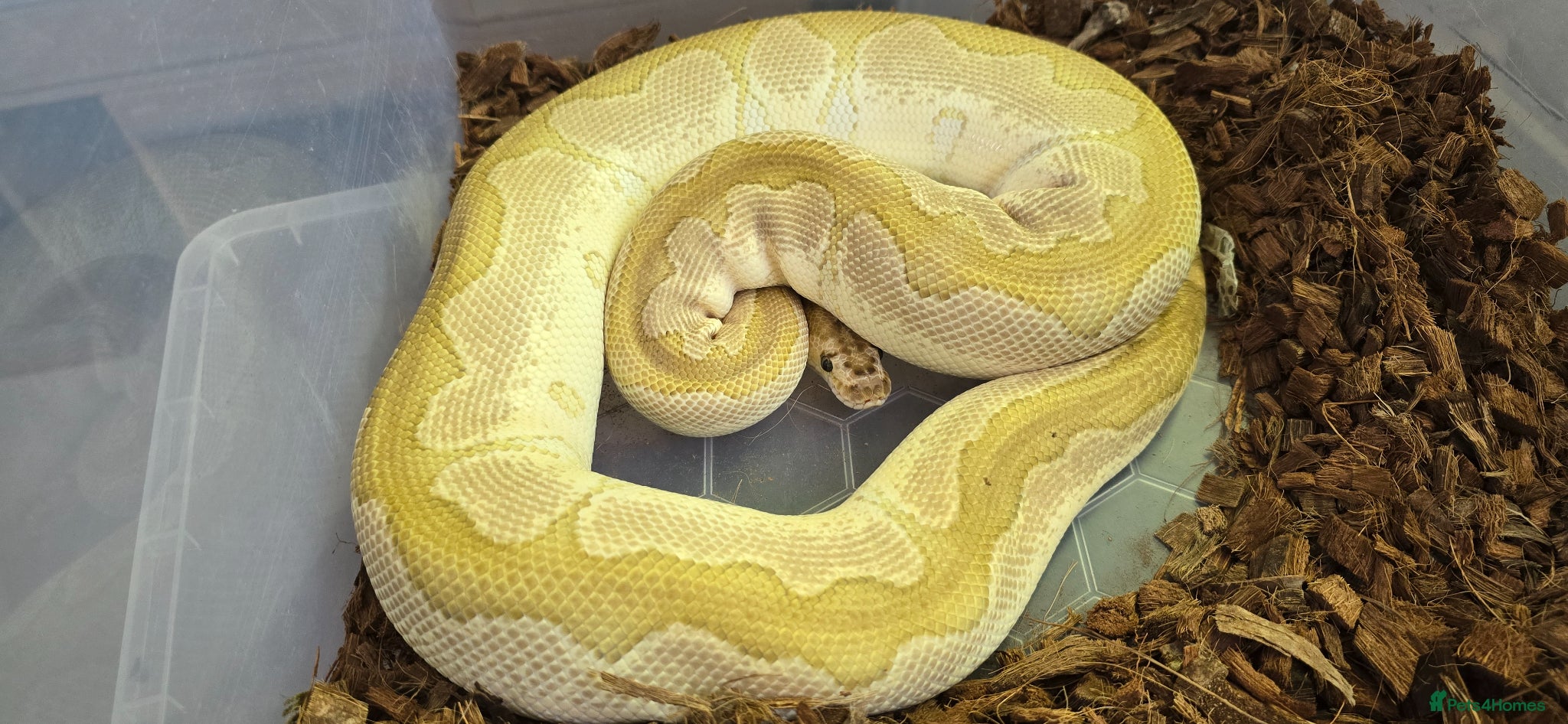 Mixed Breed reptiles Ball Pythons And Corn Snake For Sale - Advert 1