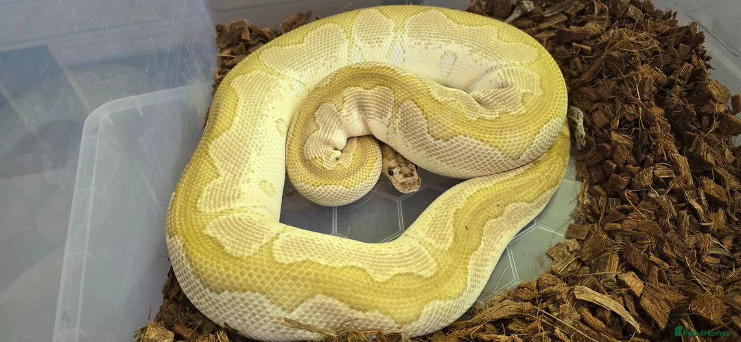 Mixed Breed reptiles for sale: Ball Pythons And Corn Snake For Sale - Advert 1