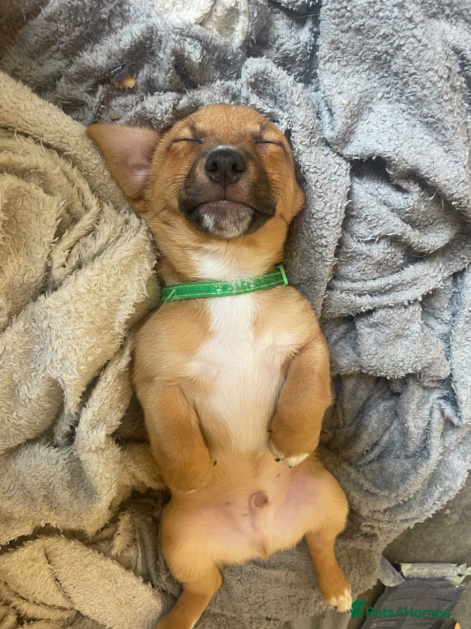 Mixed Breed dogs for sale: PomerJack puppies for sale in Aldershot - Advert 13
