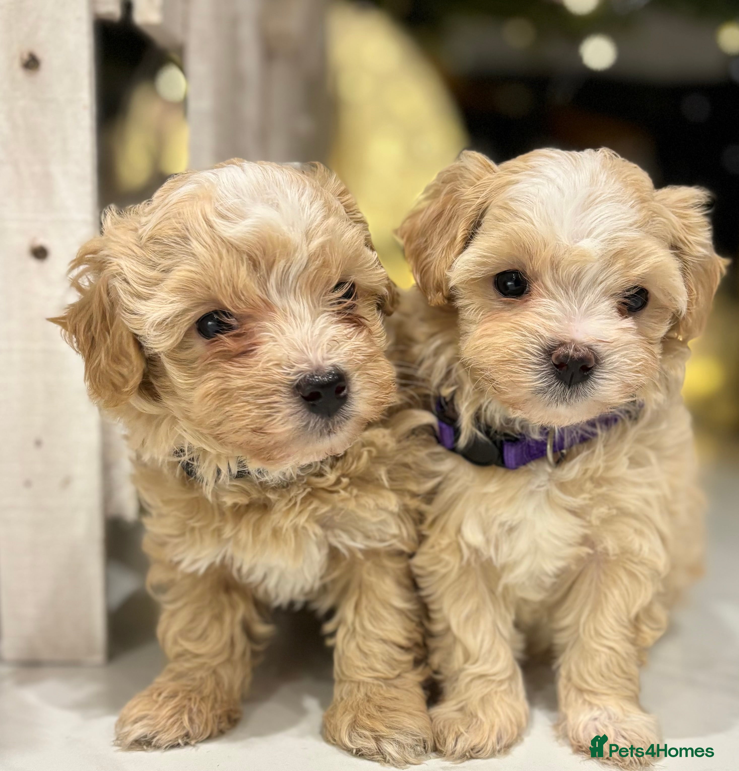 Maltipoo dogs One F1 Male And Female Left 🐾🤍 - Advert 1