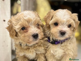 Maltipoo dogs One F1 Male And Female Left 🐾🤍 - Advert 3