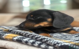 Miniature Dachshund dogs for sale: Two Adorable Girls Looking For Families  - Image 7