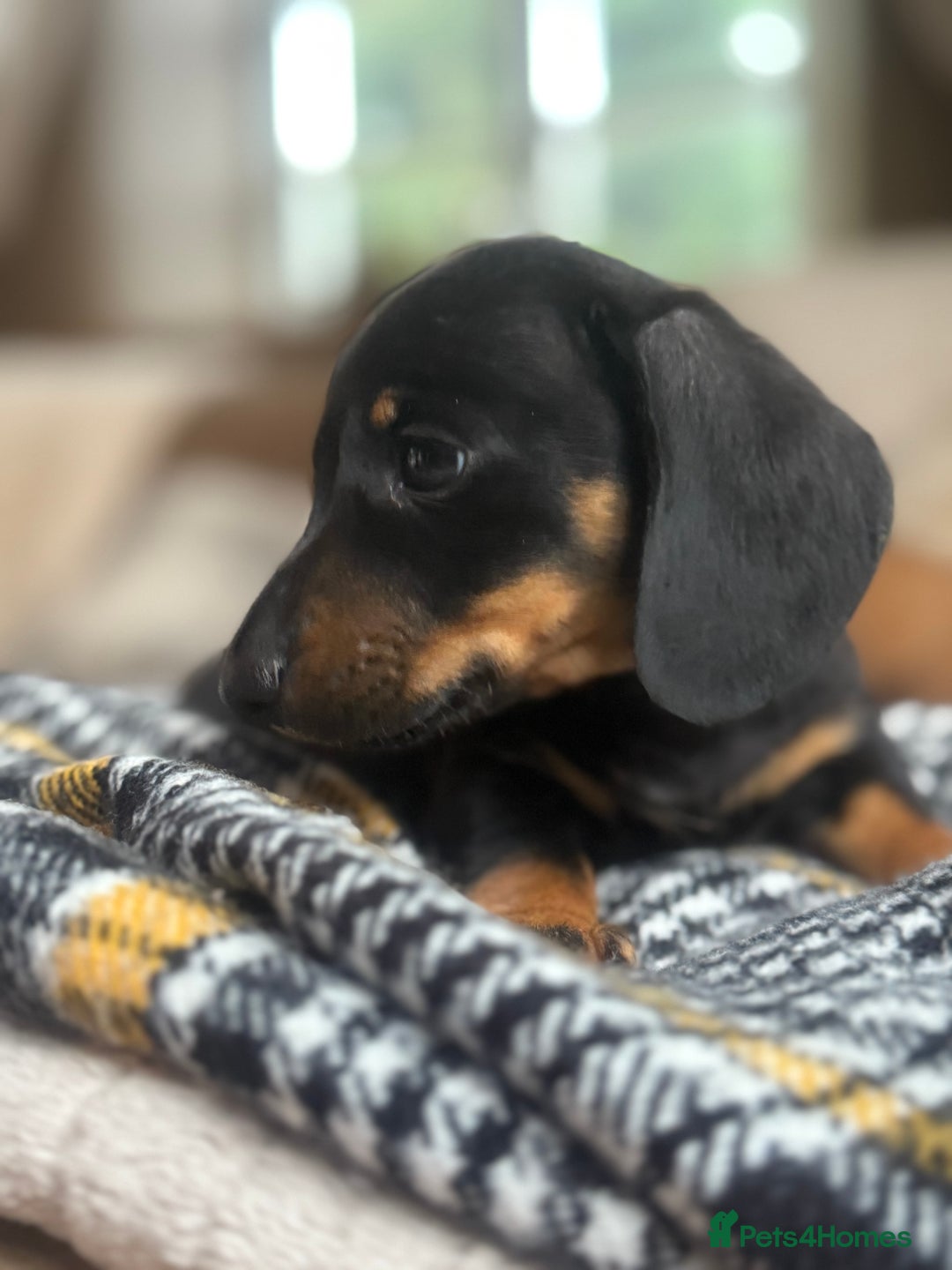Miniature Dachshund dogs for sale: Two Adorable Girls Looking For Families  - Image 7