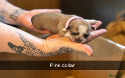 Shih Tzu dogs for sale: 5 beautiful Shih Tzu puppies  - Image 6