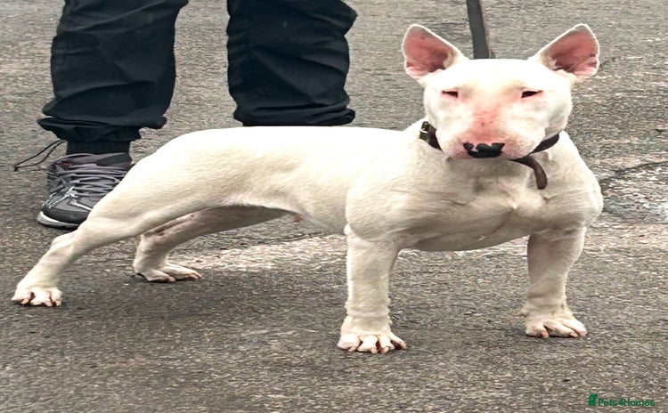 English Bull Terrier dogs - Advert 1