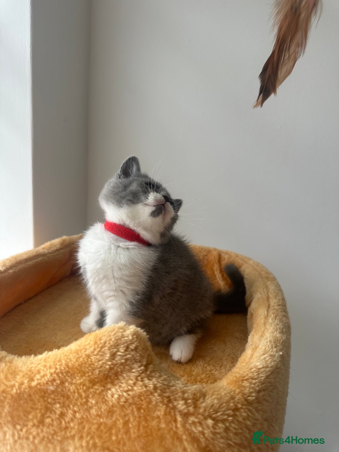 British Shorthair cats for sale: 🐻 Beautiful Teddy Bear BSH and BLH 🐻 - Image 15