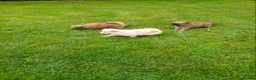 Pomeranian dogs for sale: Pomeranian pups in Glasgow - Advert 3