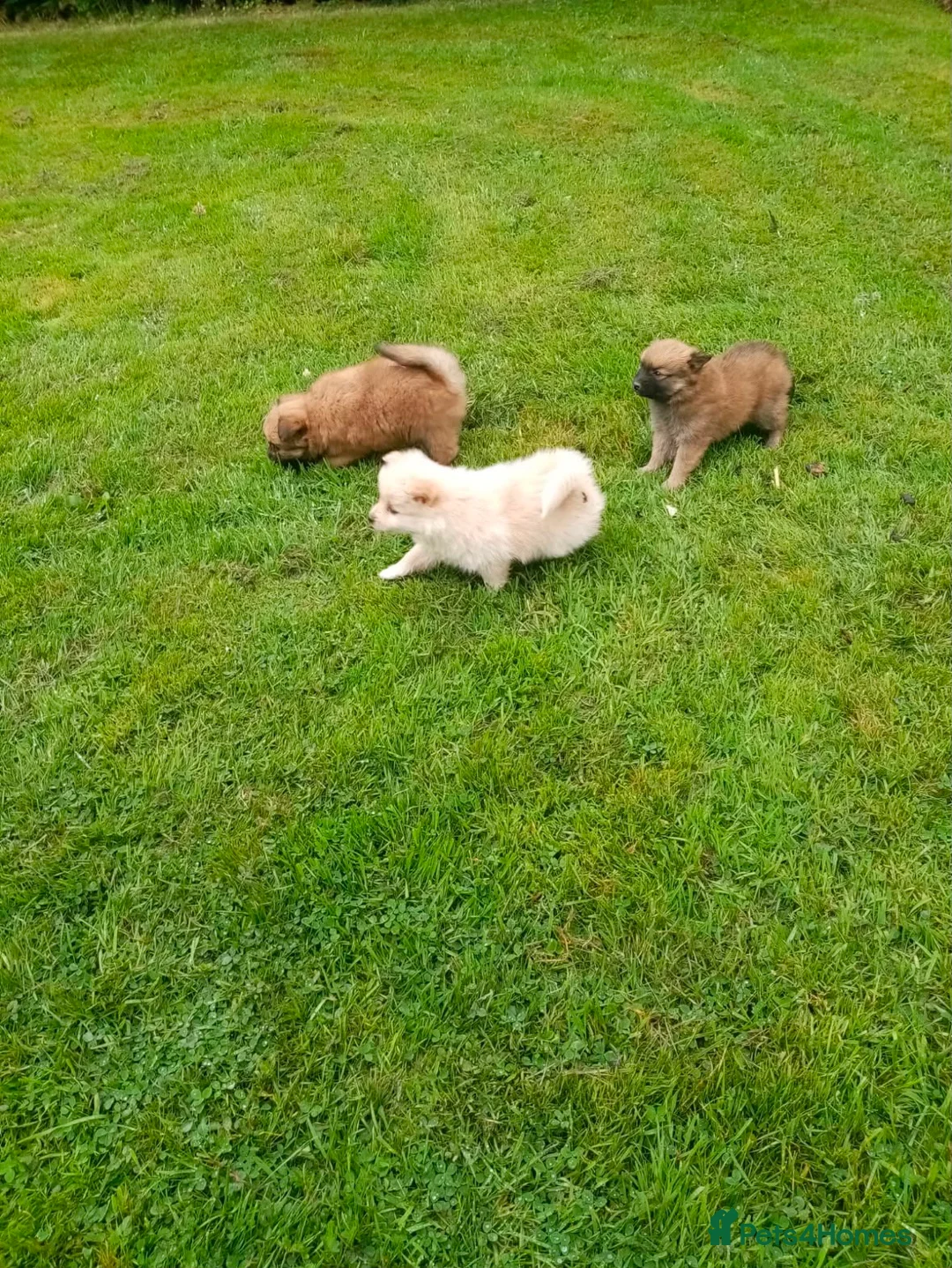 Pomeranian dogs for sale: Pomeranian pups in Glasgow - Advert 3