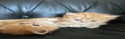 Persian cats for sale: Gorgeous Persian kittens 😍 - Advert 2